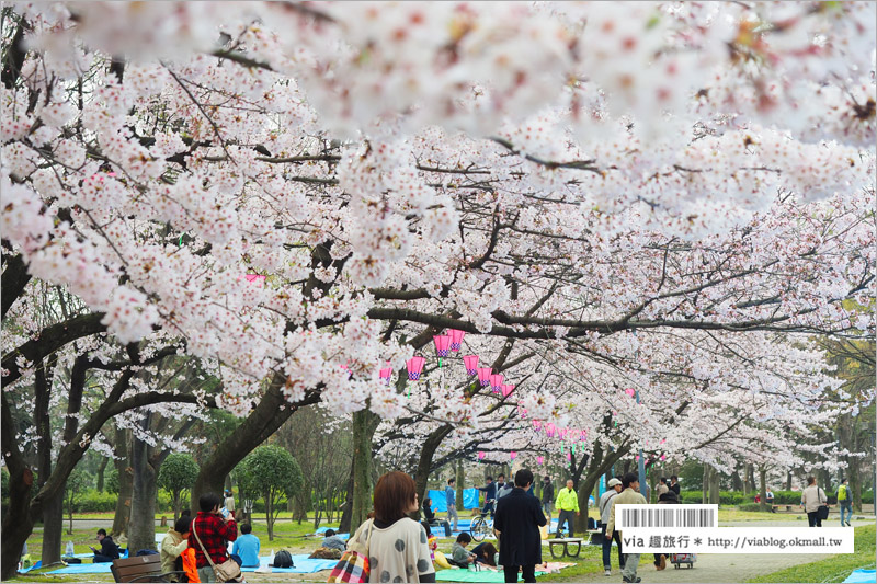 名古屋櫻花》名古屋城櫻花＋名城公園賞櫻記～好美！名古屋必去的賞櫻名所