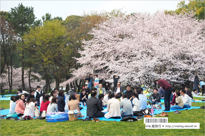 名古屋櫻花》名古屋城櫻花＋名城公園賞櫻記～好美！名古屋必去的賞櫻名所