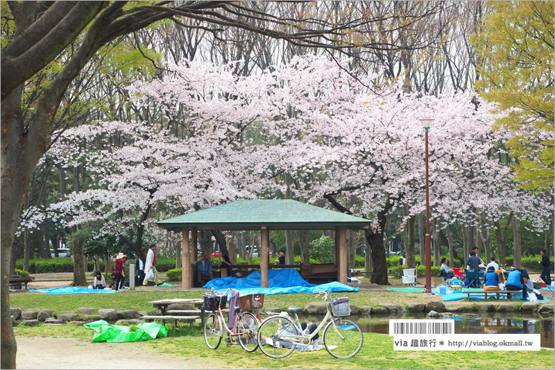 名古屋櫻花》名古屋城櫻花＋名城公園賞櫻記～好美！名古屋必去的賞櫻名所