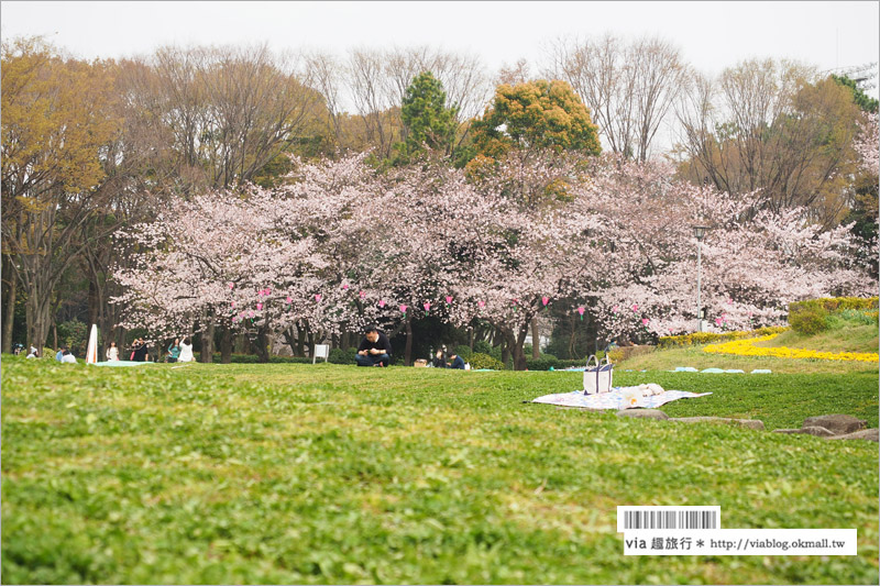 名古屋櫻花》名古屋城櫻花＋名城公園賞櫻記～好美！名古屋必去的賞櫻名所