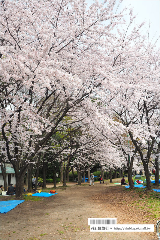 名古屋櫻花》名古屋城櫻花＋名城公園賞櫻記～好美！名古屋必去的賞櫻名所