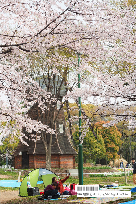 名古屋櫻花》名古屋城櫻花＋名城公園賞櫻記～好美！名古屋必去的賞櫻名所