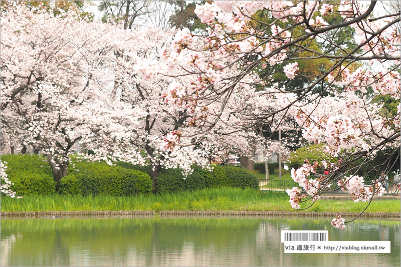 名古屋櫻花》名古屋城櫻花＋名城公園賞櫻記～好美！名古屋必去的賞櫻名所