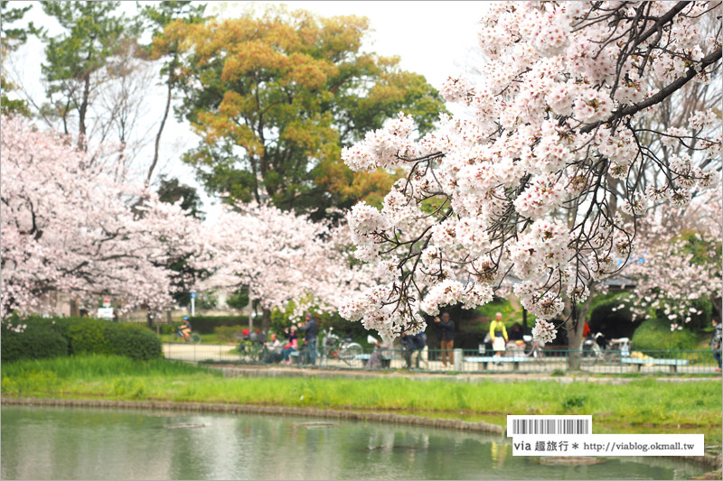 名古屋櫻花》名古屋城櫻花＋名城公園賞櫻記～好美！名古屋必去的賞櫻名所