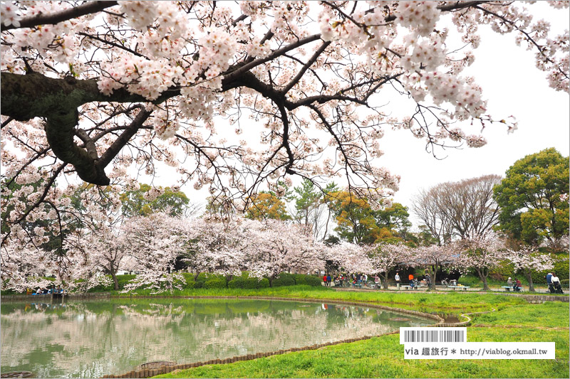 名古屋櫻花》名古屋城櫻花＋名城公園賞櫻記～好美！名古屋必去的賞櫻名所