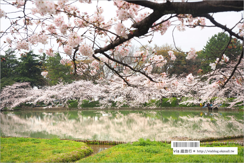 名古屋櫻花》名古屋城櫻花＋名城公園賞櫻記～好美！名古屋必去的賞櫻名所