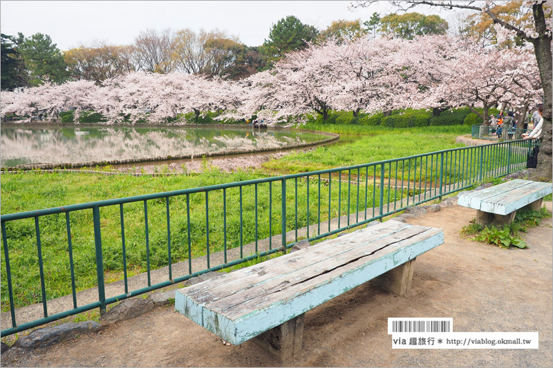 名古屋櫻花》名古屋城櫻花＋名城公園賞櫻記～好美！名古屋必去的賞櫻名所