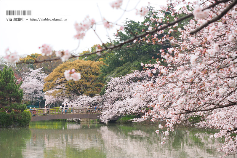 名古屋櫻花》名古屋城櫻花＋名城公園賞櫻記～好美！名古屋必去的賞櫻名所