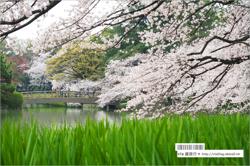 名古屋櫻花》名古屋城櫻花＋名城公園賞櫻記～好美！名古屋必去的賞櫻名所