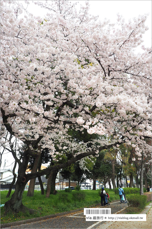 名古屋櫻花》名古屋城櫻花＋名城公園賞櫻記～好美！名古屋必去的賞櫻名所