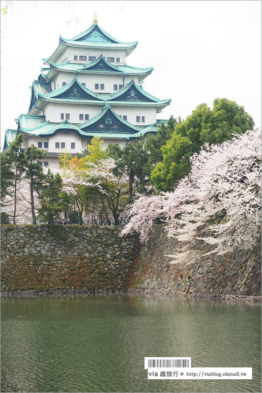 名古屋櫻花》名古屋城櫻花＋名城公園賞櫻記～好美！名古屋必去的賞櫻名所