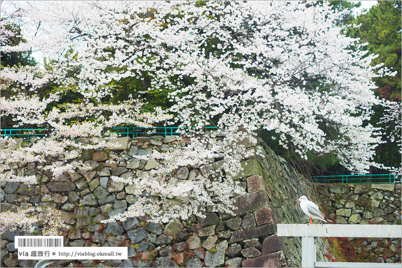 名古屋櫻花》名古屋城櫻花＋名城公園賞櫻記～好美！名古屋必去的賞櫻名所