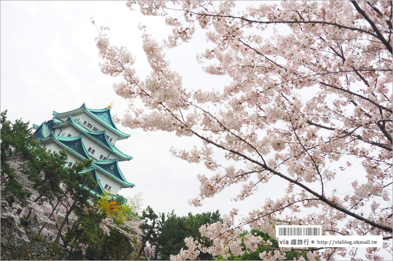 名古屋櫻花》名古屋城櫻花＋名城公園賞櫻記～好美！名古屋必去的賞櫻名所