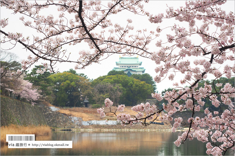 名古屋櫻花》名古屋城櫻花＋名城公園賞櫻記～好美！名古屋必去的賞櫻名所