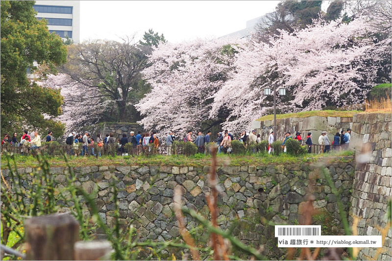 名古屋櫻花》名古屋城櫻花＋名城公園賞櫻記～好美！名古屋必去的賞櫻名所