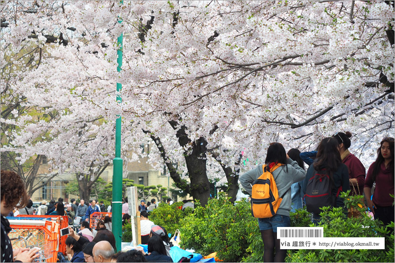 名古屋賞櫻》鶴舞公園～日本100大賞櫻名所‧1200株綻放的櫻花超壯觀！美翻了！