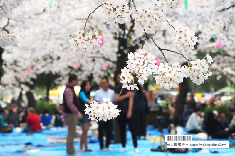 名古屋賞櫻》鶴舞公園～日本100大賞櫻名所‧1200株綻放的櫻花超壯觀！美翻了！