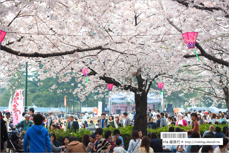 名古屋賞櫻》鶴舞公園～日本100大賞櫻名所‧1200株綻放的櫻花超壯觀！美翻了！