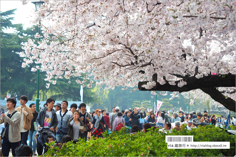 名古屋賞櫻》鶴舞公園～日本100大賞櫻名所‧1200株綻放的櫻花超壯觀！美翻了！