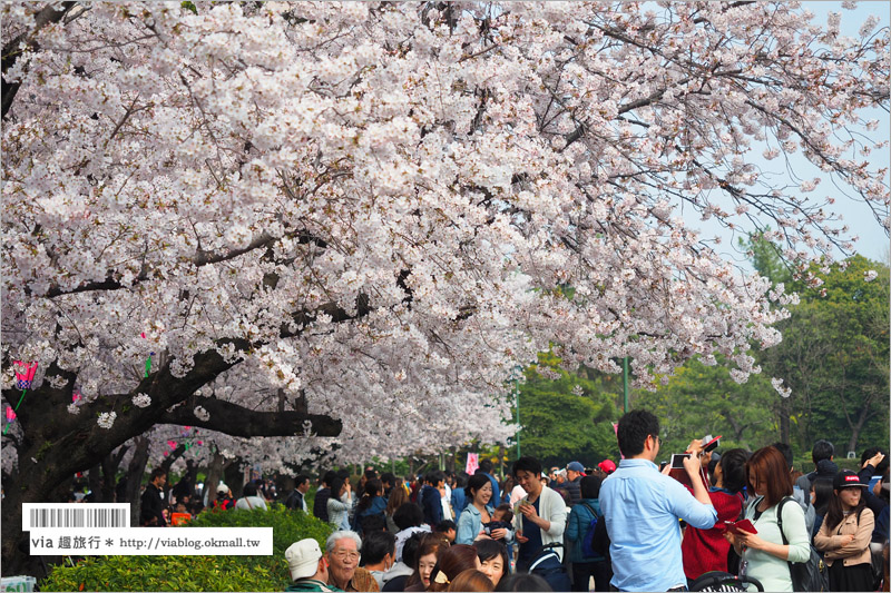 名古屋賞櫻》鶴舞公園～日本100大賞櫻名所‧1200株綻放的櫻花超壯觀！美翻了！