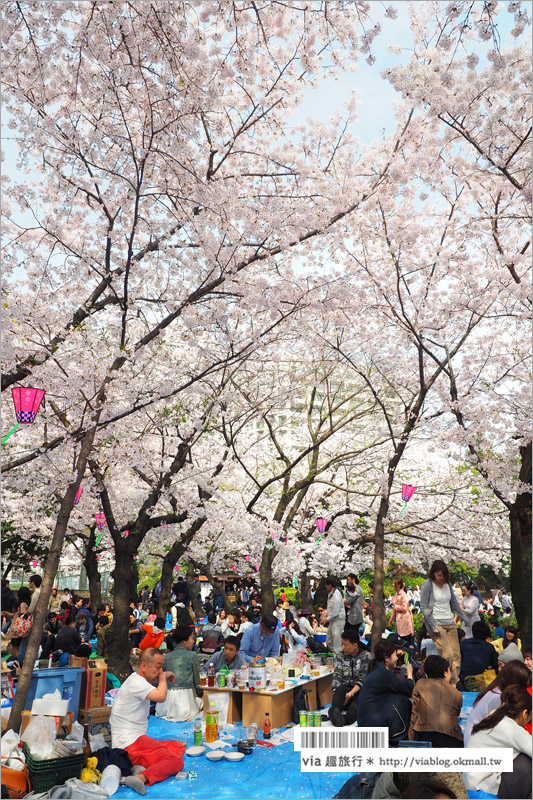 名古屋賞櫻》鶴舞公園～日本100大賞櫻名所‧1200株綻放的櫻花超壯觀！美翻了！