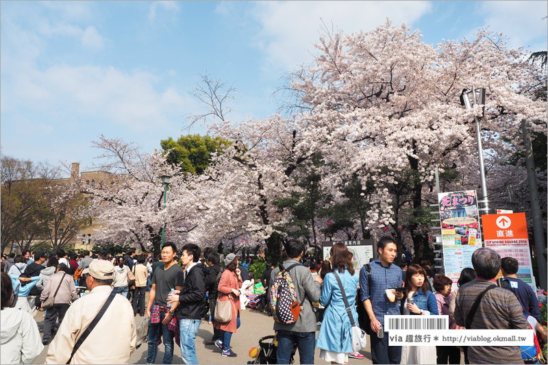 名古屋賞櫻》鶴舞公園～日本100大賞櫻名所‧1200株綻放的櫻花超壯觀！美翻了！