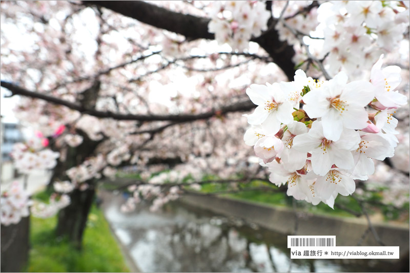 名古屋櫻花季》岩倉五条川櫻花～千株櫻並木美景！夜櫻更是浪漫必賞～大推薦！