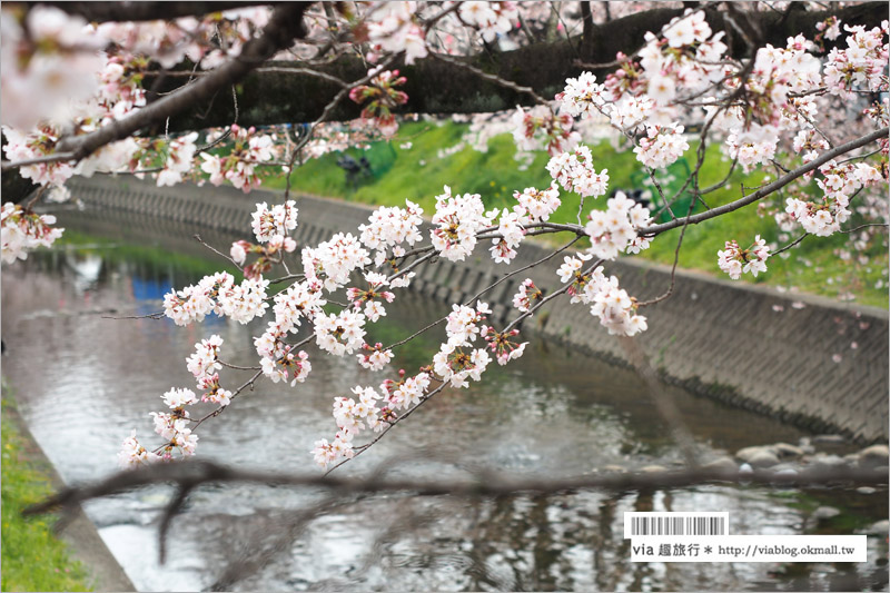 名古屋櫻花季》岩倉五条川櫻花～千株櫻並木美景！夜櫻更是浪漫必賞～大推薦！