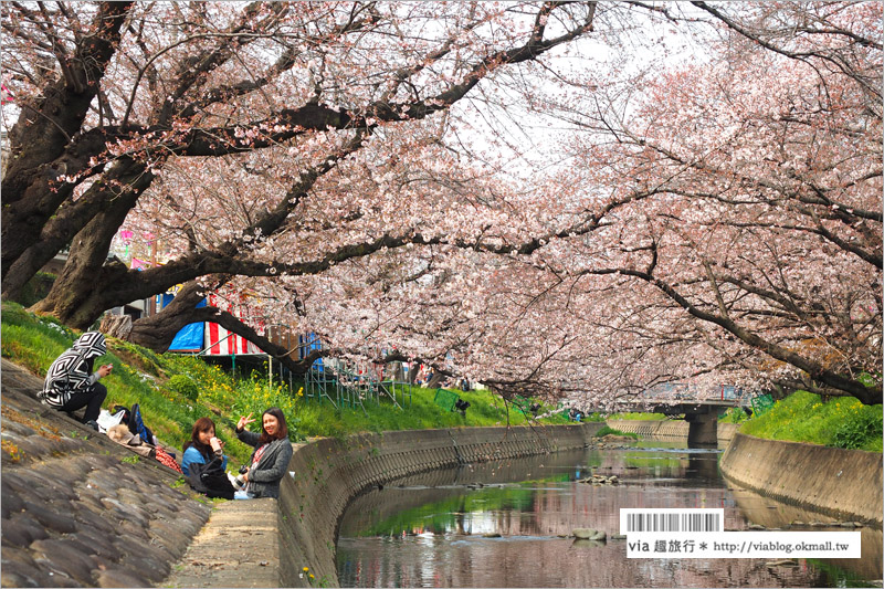 名古屋櫻花季》岩倉五条川櫻花～千株櫻並木美景！夜櫻更是浪漫必賞～大推薦！