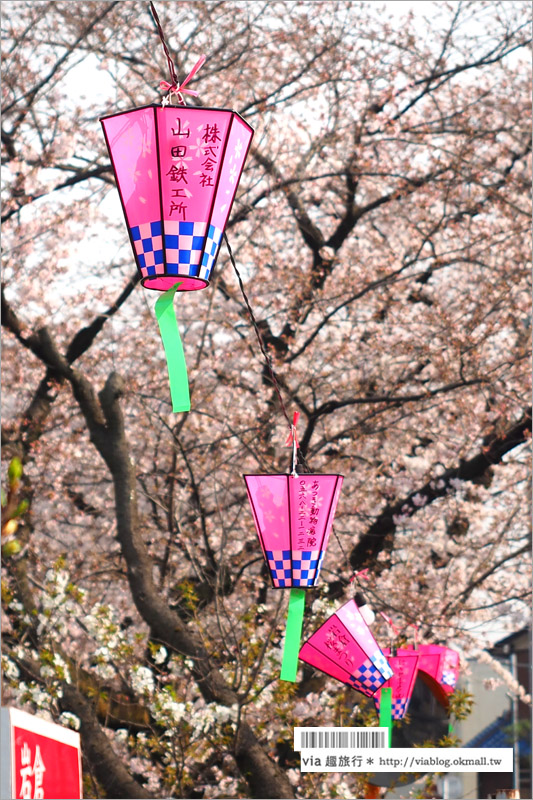 名古屋櫻花季》岩倉五条川櫻花～千株櫻並木美景！夜櫻更是浪漫必賞～大推薦！