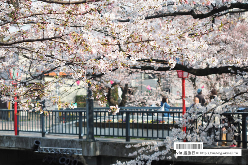 名古屋櫻花季》岩倉五条川櫻花～千株櫻並木美景！夜櫻更是浪漫必賞～大推薦！