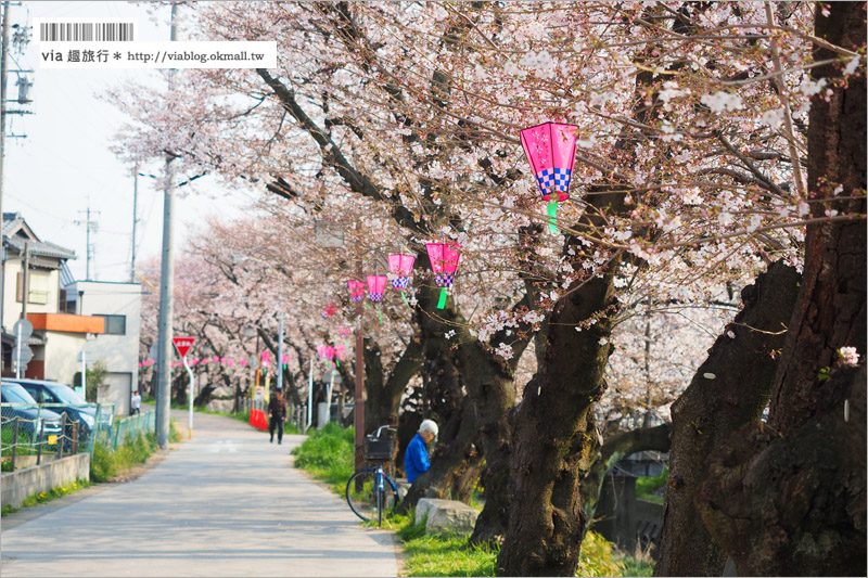 名古屋櫻花季》岩倉五条川櫻花～千株櫻並木美景！夜櫻更是浪漫必賞～大推薦！