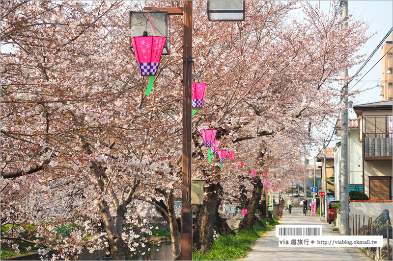 名古屋櫻花季》岩倉五条川櫻花～千株櫻並木美景！夜櫻更是浪漫必賞～大推薦！