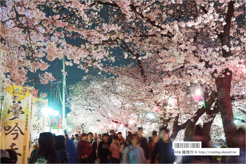 名古屋櫻花季》岩倉五条川櫻花～千株櫻並木美景！夜櫻更是浪漫必賞～大推薦！