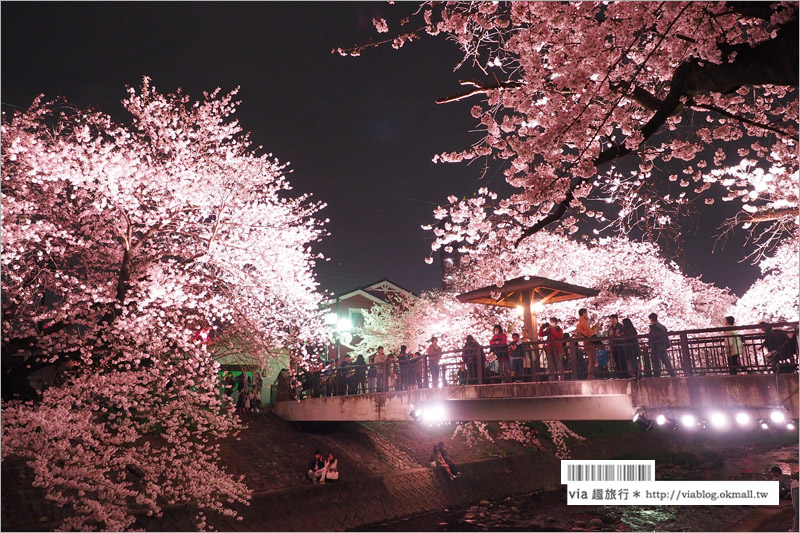 名古屋櫻花季》岩倉五条川櫻花～千株櫻並木美景！夜櫻更是浪漫必賞～大推薦！