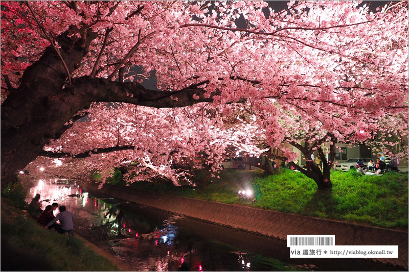 名古屋櫻花季》岩倉五条川櫻花～千株櫻並木美景！夜櫻更是浪漫必賞～大推薦！