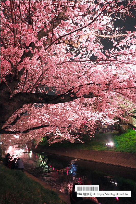 名古屋櫻花季》岩倉五条川櫻花～千株櫻並木美景！夜櫻更是浪漫必賞～大推薦！