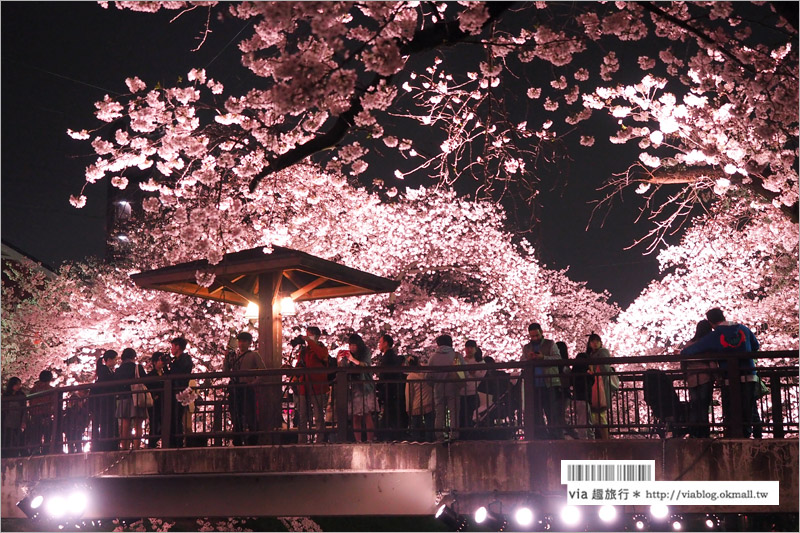 名古屋櫻花季》岩倉五条川櫻花～千株櫻並木美景！夜櫻更是浪漫必賞～大推薦！