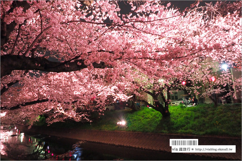 名古屋櫻花季》岩倉五条川櫻花～千株櫻並木美景！夜櫻更是浪漫必賞～大推薦！