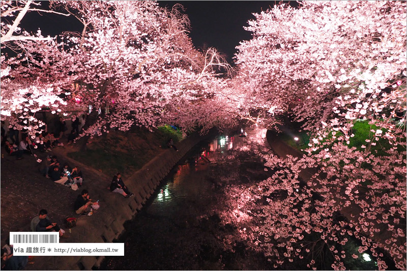 名古屋櫻花季》岩倉五条川櫻花～千株櫻並木美景！夜櫻更是浪漫必賞～大推薦！