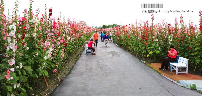 員林蜀葵花田》彰化員林旅遊景點～萬紫千紅的一丈紅花海，超過二萬株綻放好壯觀！