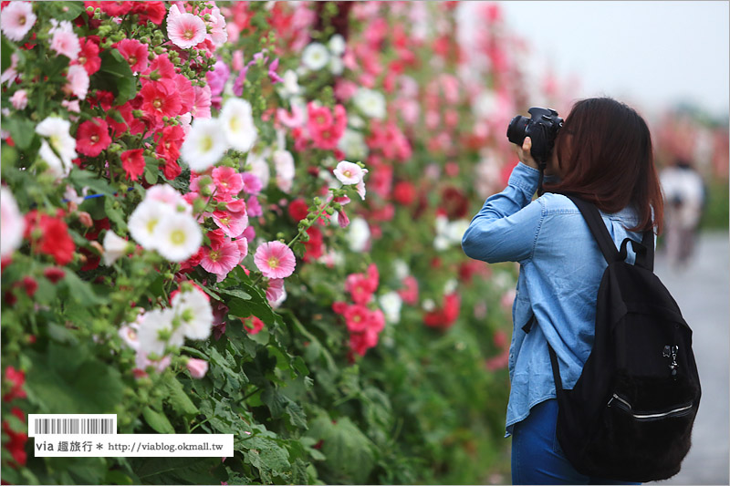 員林蜀葵花田》彰化員林旅遊景點～萬紫千紅的一丈紅花海，超過二萬株綻放好壯觀！