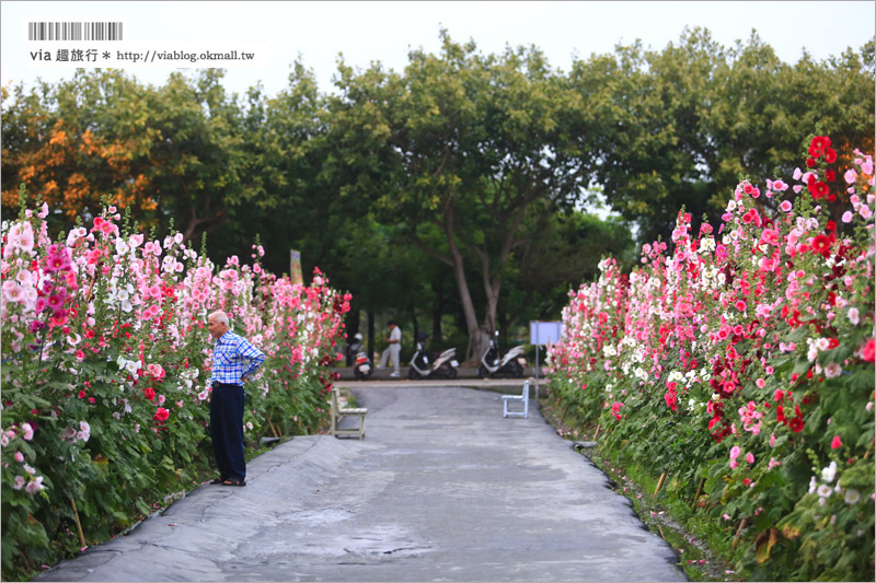 員林蜀葵花田》彰化員林旅遊景點～萬紫千紅的一丈紅花海，超過二萬株綻放好壯觀！