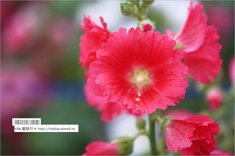 員林蜀葵花田》彰化員林旅遊景點～萬紫千紅的一丈紅花海，超過二萬株綻放好壯觀！