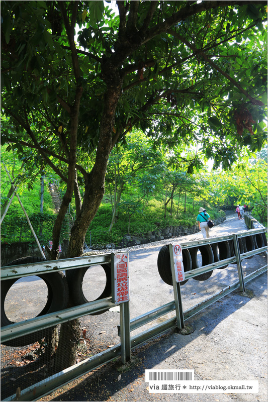 彰化桐花季》彰化桐花秘境～出水坑『桐花園』‧私人賞桐園區無料開放！桐花花毯好迷人！