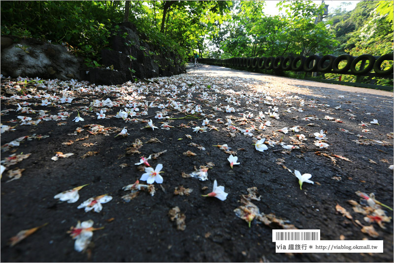 彰化桐花季》彰化桐花秘境～出水坑『桐花園』‧私人賞桐園區無料開放！桐花花毯好迷人！