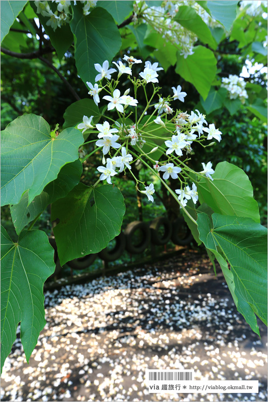 彰化桐花季》彰化桐花秘境～出水坑『桐花園』‧私人賞桐園區無料開放！桐花花毯好迷人！