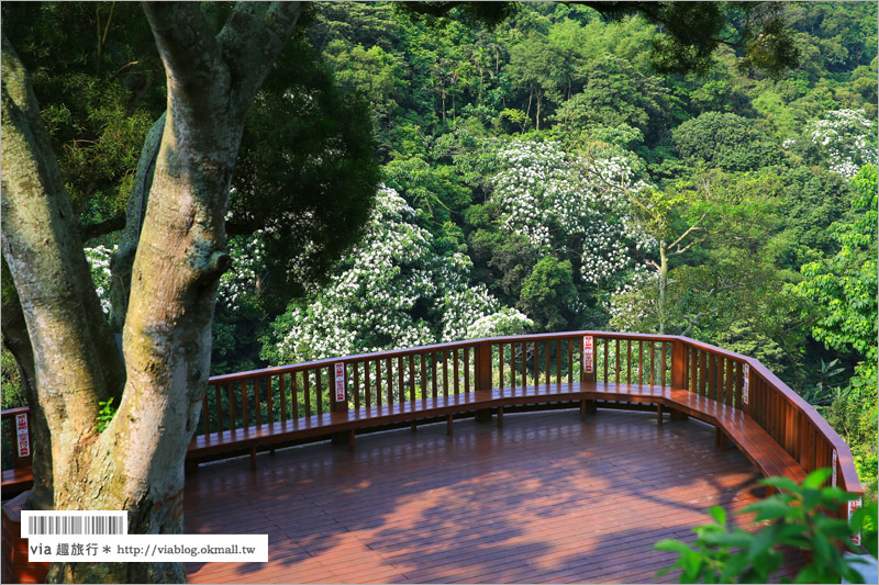 彰化桐花季》彰化桐花秘境～出水坑『桐花園』‧私人賞桐園區無料開放！桐花花毯好迷人！