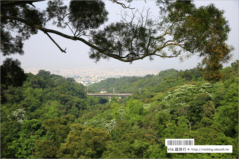 彰化桐花季》彰化桐花秘境～出水坑『桐花園』‧私人賞桐園區無料開放！桐花花毯好迷人！