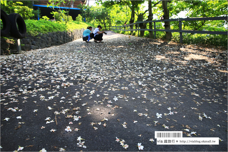 彰化桐花季》彰化桐花秘境～出水坑『桐花園』‧私人賞桐園區無料開放！桐花花毯好迷人！